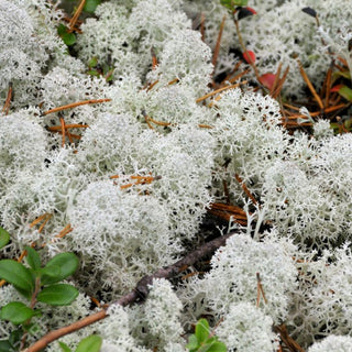 Reindeer Moss Green flowers - fresh-cut flowers by Bloomingmore - ideal for weddings and floral events