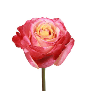 3D Roses