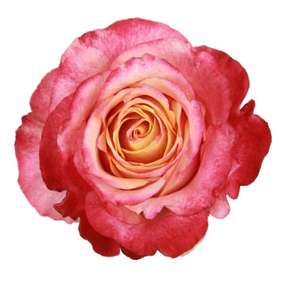 3D Roses