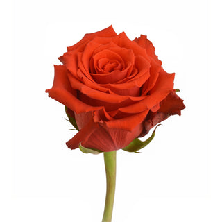 Rose_Born_Happy