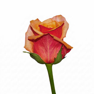 Rose_Chilis