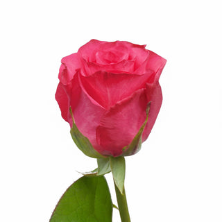 Rose_Gigi