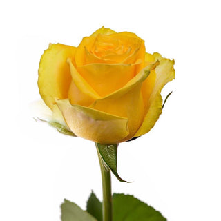 Rose_MOAHNA