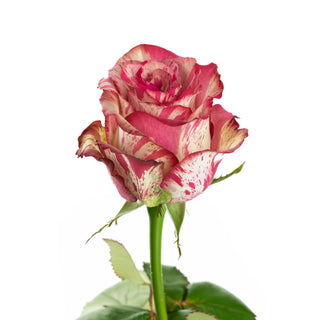 Magic Times Roses