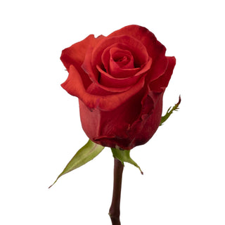 Orange Bowl Roses
