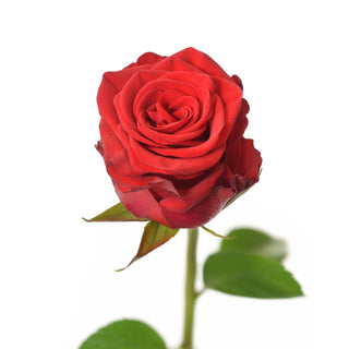 Red Rose Rediant variety