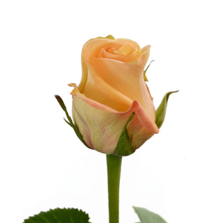 Rose_Shukrani
