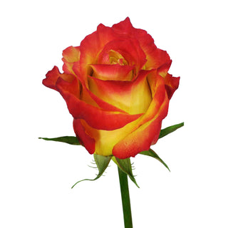 Tutti Frutti Roses