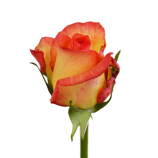 Skyfire Roses