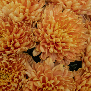 Rossano Cremon Green flowers - fresh-cut flowers by Bloomingmore - ideal for weddings and floral events