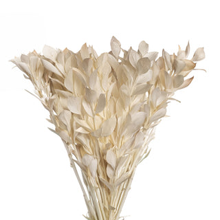 A bundle of dried decorative leaves in a soft ivory-beige color, arranged in a fan shape against a solid white background.