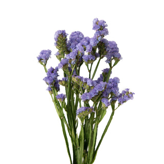Purple Statice