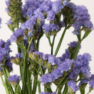 Purple Statice