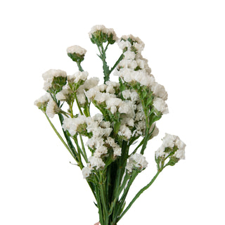 White Statice