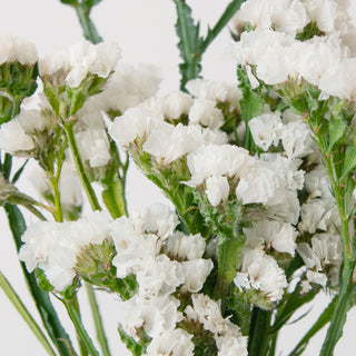 White Statice