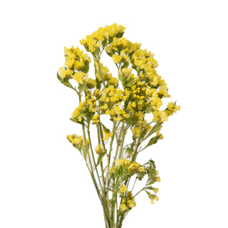 A cluster of small yellow flowers on thin green stems, photographed against a plain white background.