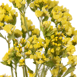 Yellow flowers with green stems and leaves, arranged closely against a plain white background.
