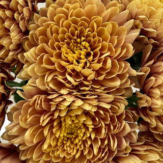 Salmon Oefa Cremon Salmon flowers - fresh-cut flowers by Bloomingmore - ideal for weddings and floral events