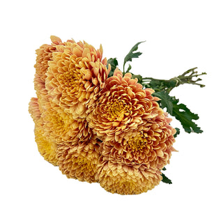 Salmon Oefa Cremon Salmon flowers - fresh-cut flowers by Bloomingmore - ideal for weddings and floral events