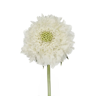Scabiosa White Improved