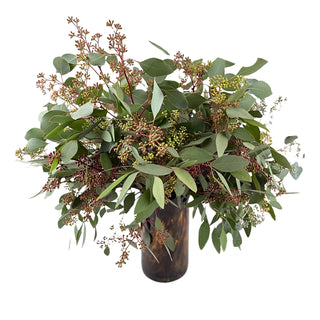 Seeded Eucalyptus Green flowers - fresh-cut flowers by Bloomingmore - ideal for weddings and floral events