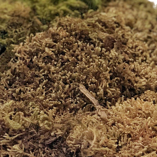 Sheet Moss Green flowers - fresh-cut flowers by Bloomingmore - ideal for weddings and floral events