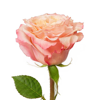 Shimmer Pink Rose with green stem on a white background