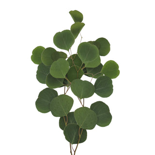 Silver Dollar Eucalyptus - Express Delivery Green flowers - fresh-cut flowers by Bloomingmore - ideal for weddings and floral events