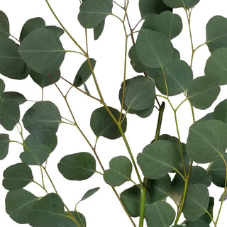 Silver Dollar Eucalyptus Green flowers - fresh-cut flowers by Bloomingmore - ideal for weddings and floral events