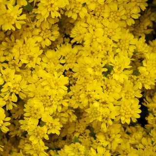 Solidago