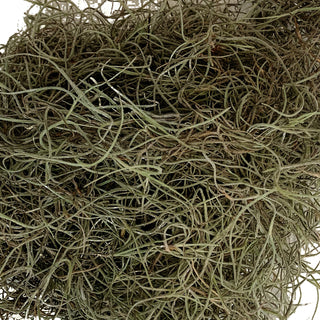 Spanish Moss Green flowers - fresh-cut flowers by Bloomingmore - ideal for weddings and floral events