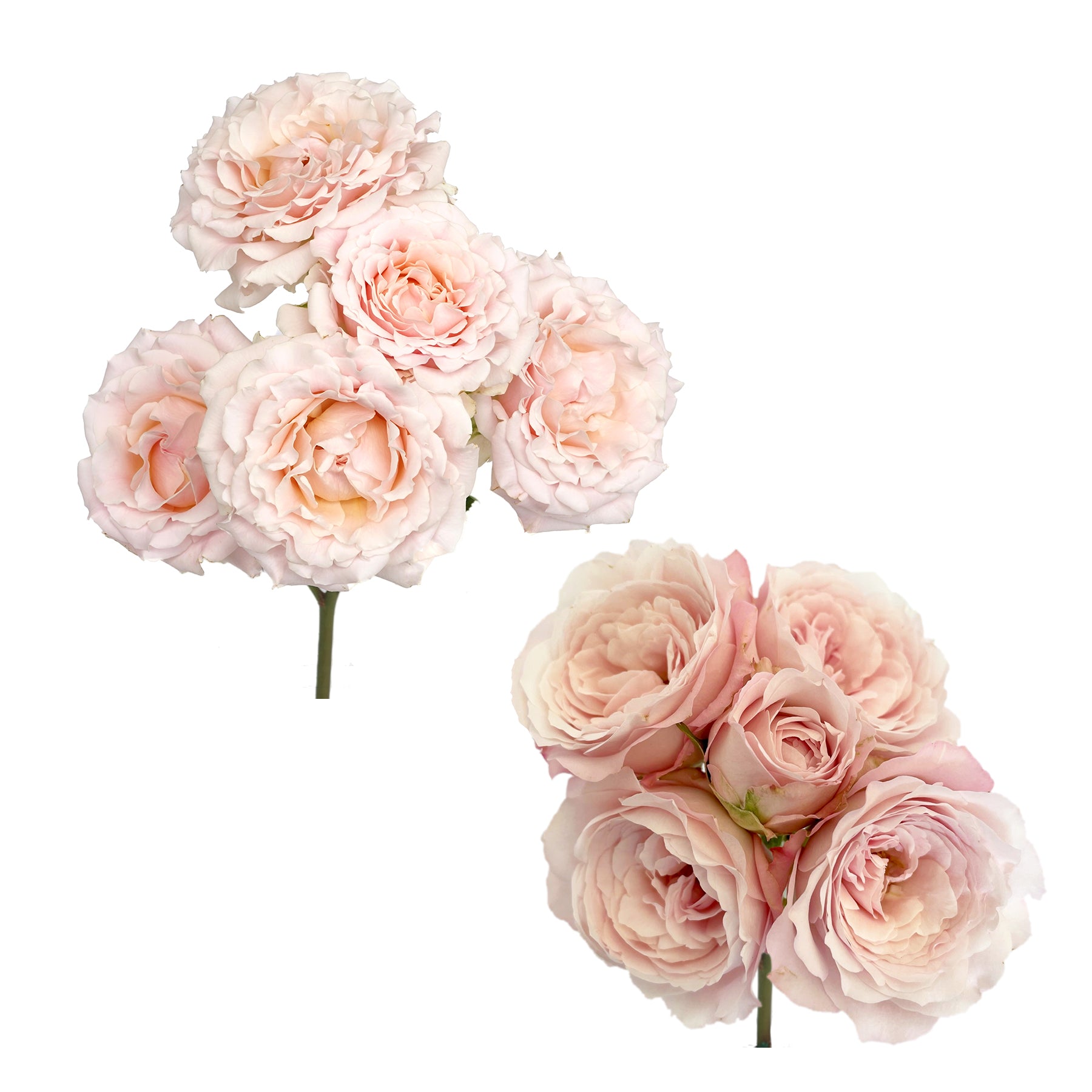 spray rose vs garden rose spray garden rose