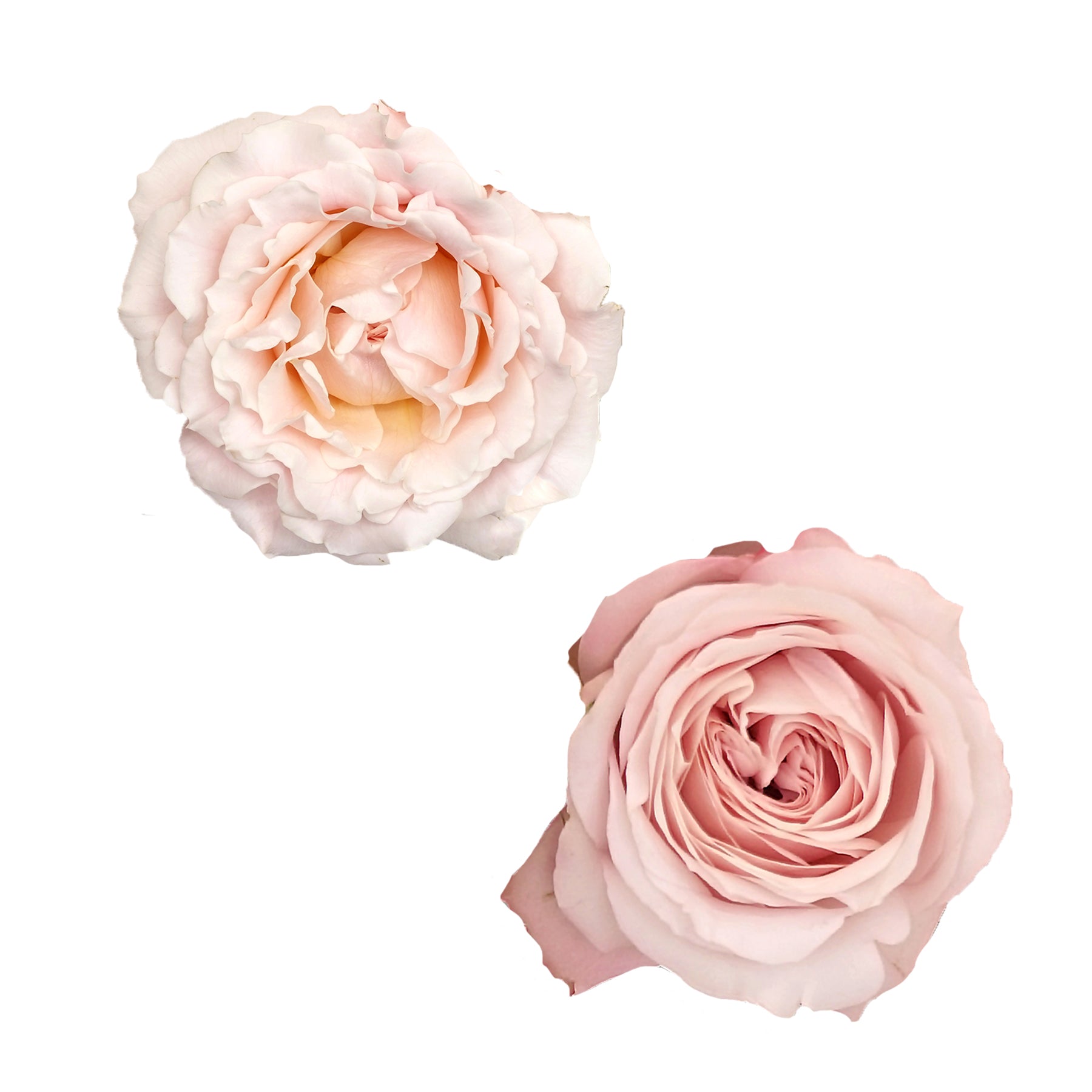rose garden spray spray garden rose