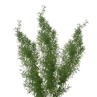 Sprengeri Fern Green flowers - fresh-cut flowers by Bloomingmore - ideal for weddings and floral events