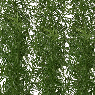 Sprengeri Fern Green flowers - fresh-cut flowers by Bloomingmore - ideal for weddings and floral events