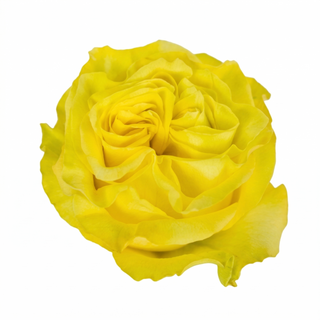 Star Walker, Garden Rose