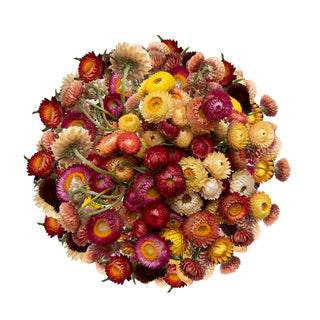 Strawflower Assorted Strawflower flowers - fresh-cut flowers by Bloomingmore - ideal for weddings and floral events