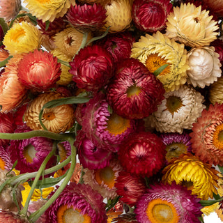 Strawflower Assorted Strawflower flowers - fresh-cut flowers by Bloomingmore - ideal for weddings and floral events
