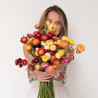 Strawflower Assorted Strawflower flowers - fresh-cut flowers by Bloomingmore - ideal for weddings and floral events