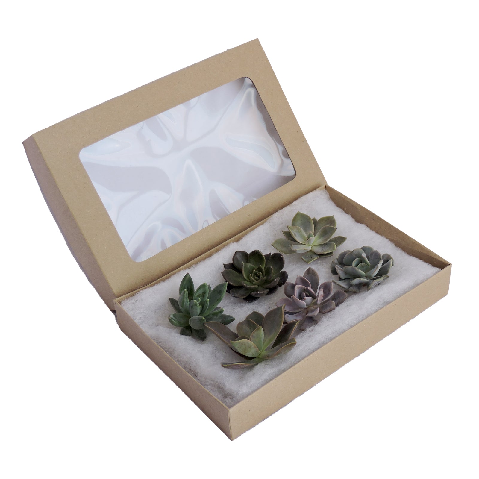 succulent gift box Succulent - Mini Box