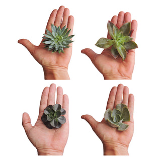 Succulent cuttings - Grower's Choice Assortment Green flowers - fresh-cut flowers by Bloomingmore - ideal for weddings and floral events