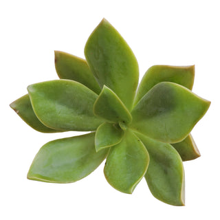 Succulent cuttings - Grower's Choice Assortment Green flowers - fresh-cut flowers by Bloomingmore - ideal for weddings and floral events