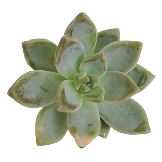 Succulent cuttings - Grower's Choice Assortment Green flowers - fresh-cut flowers by Bloomingmore - ideal for weddings and floral events