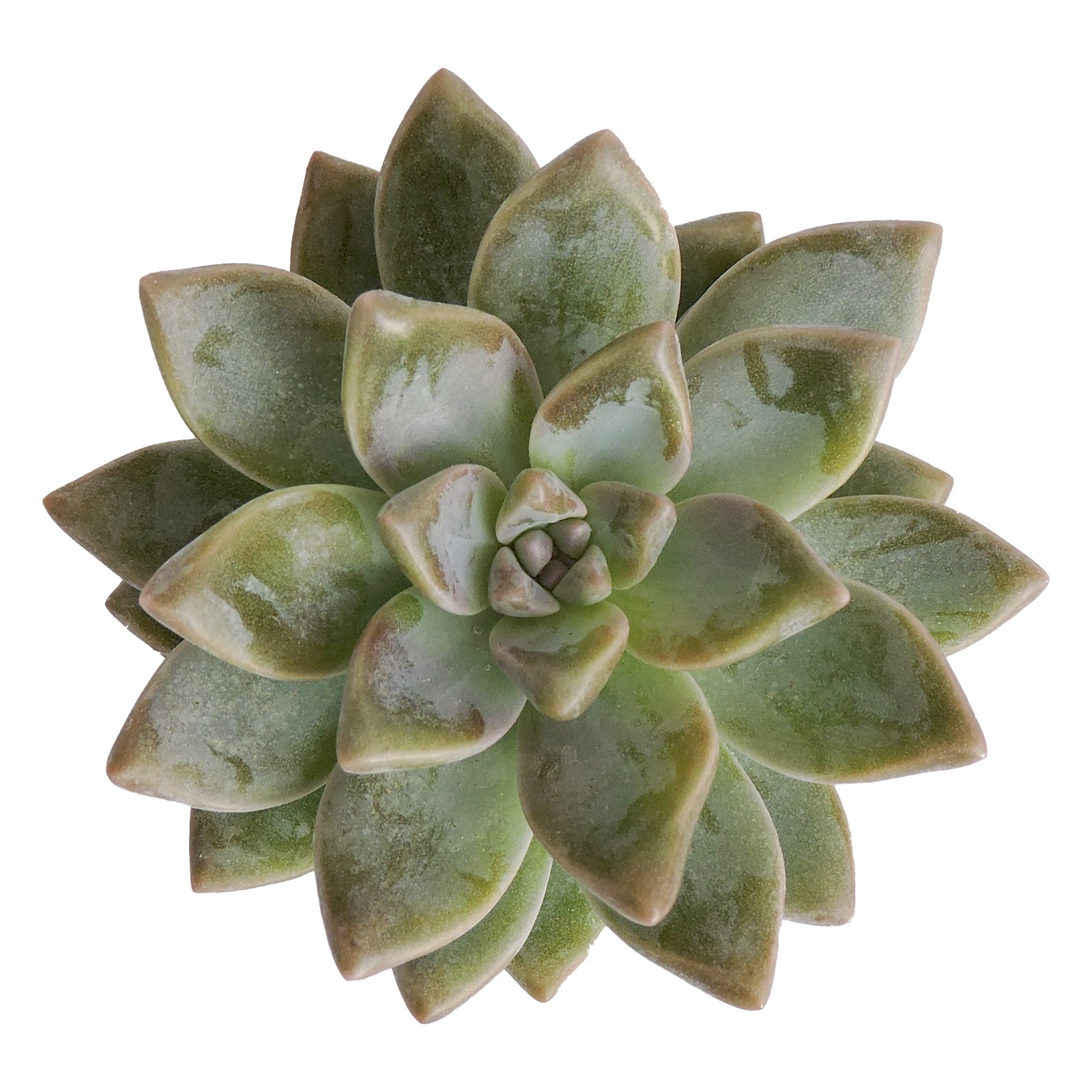 Succulent cuttings