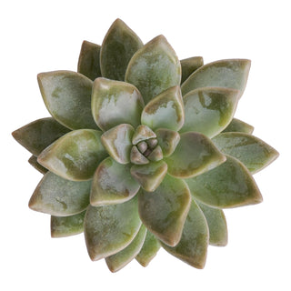 Succulent cuttings - Grower's Choice Assortment Green flowers - fresh-cut flowers by Bloomingmore - ideal for weddings and floral events