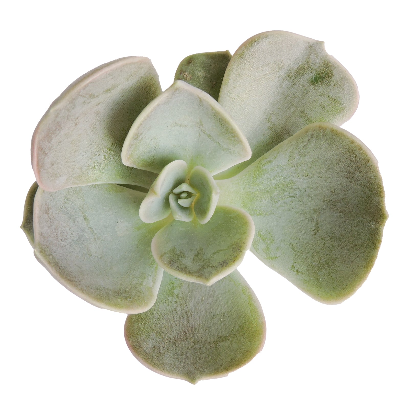 Succulent cuttings