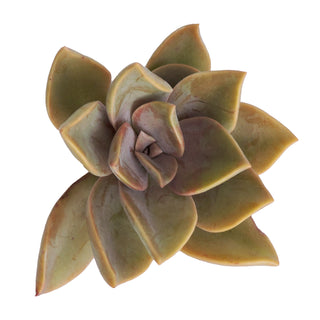 Succulent cuttings - Grower's Choice Assortment Green flowers - fresh-cut flowers by Bloomingmore - ideal for weddings and floral events