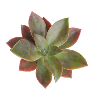 Succulent cuttings - Grower's Choice Assortment Green flowers - fresh-cut flowers by Bloomingmore - ideal for weddings and floral events