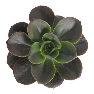 Succulent cuttings - Grower's Choice Assortment Green flowers - fresh-cut flowers by Bloomingmore - ideal for weddings and floral events
