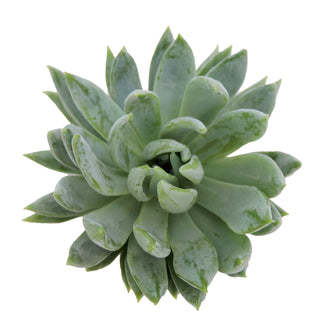 Succulent cuttings - Grower's Choice Assortment Green flowers - fresh-cut flowers by Bloomingmore - ideal for weddings and floral events